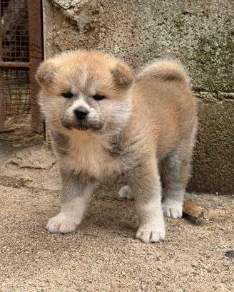 Akita giapponese