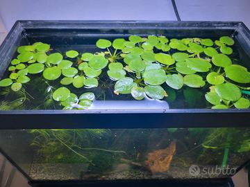 piante e chiocciole acquario