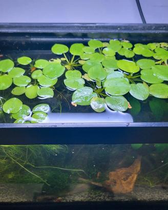 piante e chiocciole acquario