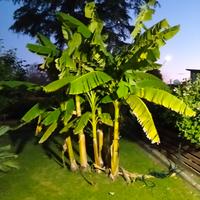 BANANO DA 30 CM A 1 MT A TERRA