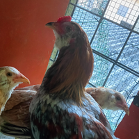 Gallo araucana