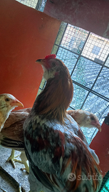 Gallo araucana