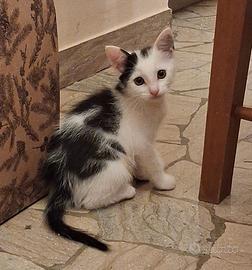 Gattini