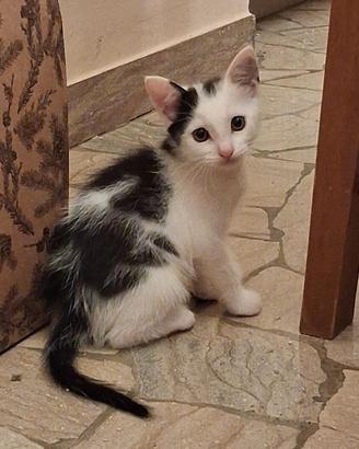 Gattini