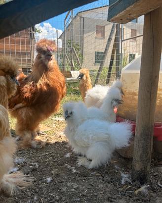 Galline ornamentali