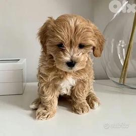 Maltipoo bicolor