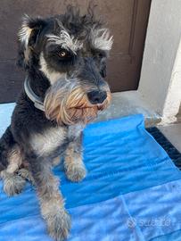 Schnauzer maschio 2 anni e 5 mesi