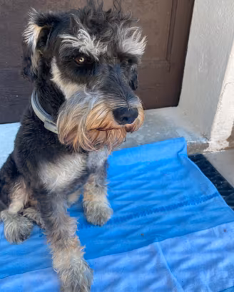 Schnauzer maschio 2 anni e 5 mesi