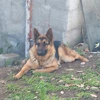 Cuccioli di pastore tedesco