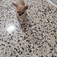 Loa chihuahua mini Toy con pedigree
