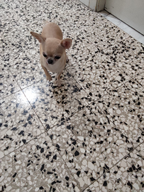 Loa chihuahua mini Toy con pedigree