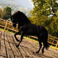 Cavallo Andaluso