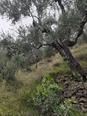 Uliveto e bosco a San bartolomeo