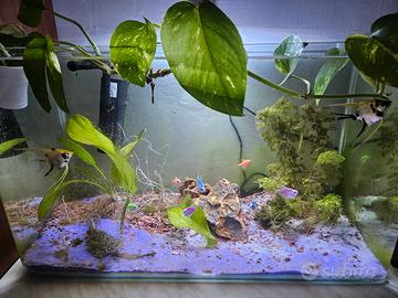 acquario dolce 