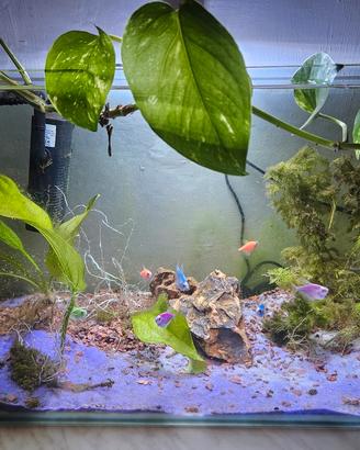 acquario dolce 