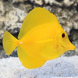 Zebrasoma Flavescens Selvatico+Altro