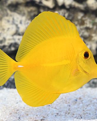 Zebrasoma Flavescens Selvatico+Altro