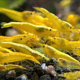 Neocaridine Yellow fire back