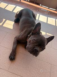 bulldog francese