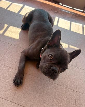 bulldog francese