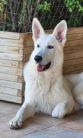 Cucciolone pastore svizzero bianco