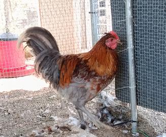Galli razza Easter eggers