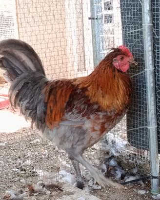 Galli razza Easter eggers