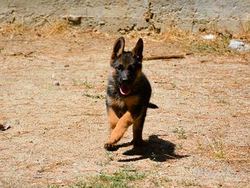 Cuccioli Pastore Tedesco