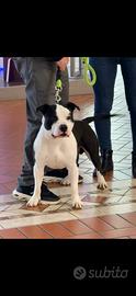 Amstaff con pedigree per monta