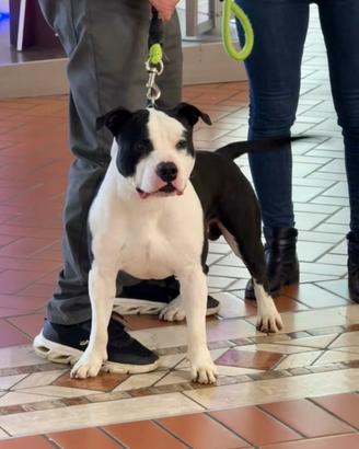 Amstaff con pedigree per monta