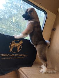 Ultimo cucciolo maschio akita americano