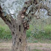 Alberi di ulivo secolari