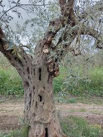 Alberi di ulivo secolari