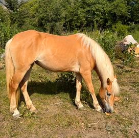 Cavalla haflinger