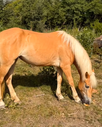 Cavalla haflinger