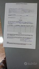 Cardellino maschio di 3 anni euit top Mauro