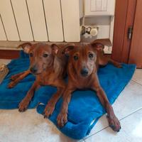 Cucciole di Pinscher