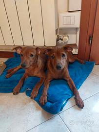 Cucciole di Pinscher