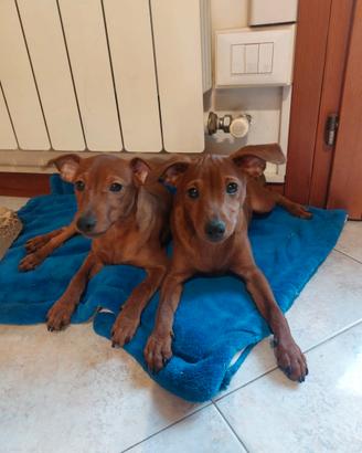 Cucciole di Pinscher