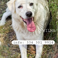 Wilma taglia media