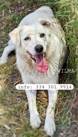 Wilma taglia media