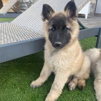 2 cuccioli di pastore belga Tervueren