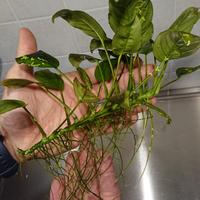 pianta acquario anubias
