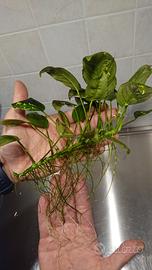 pianta acquario anubias
