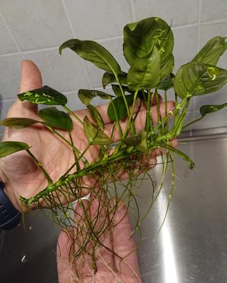 pianta acquario anubias