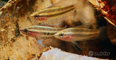 Parosphromenus Linkei ( pesce acquario)