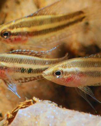 Parosphromenus Linkei ( pesce acquario)
