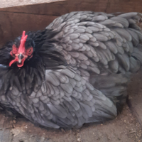 Galline coconcine