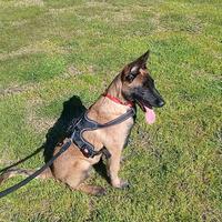 Pastore belga malinois
