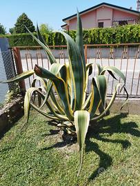 pianta di agave